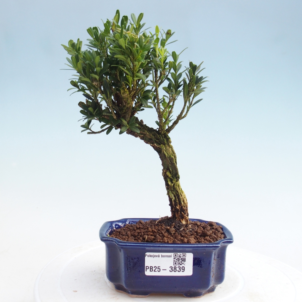 Camera bonsai - Buxus harlandii - buxus da sughero