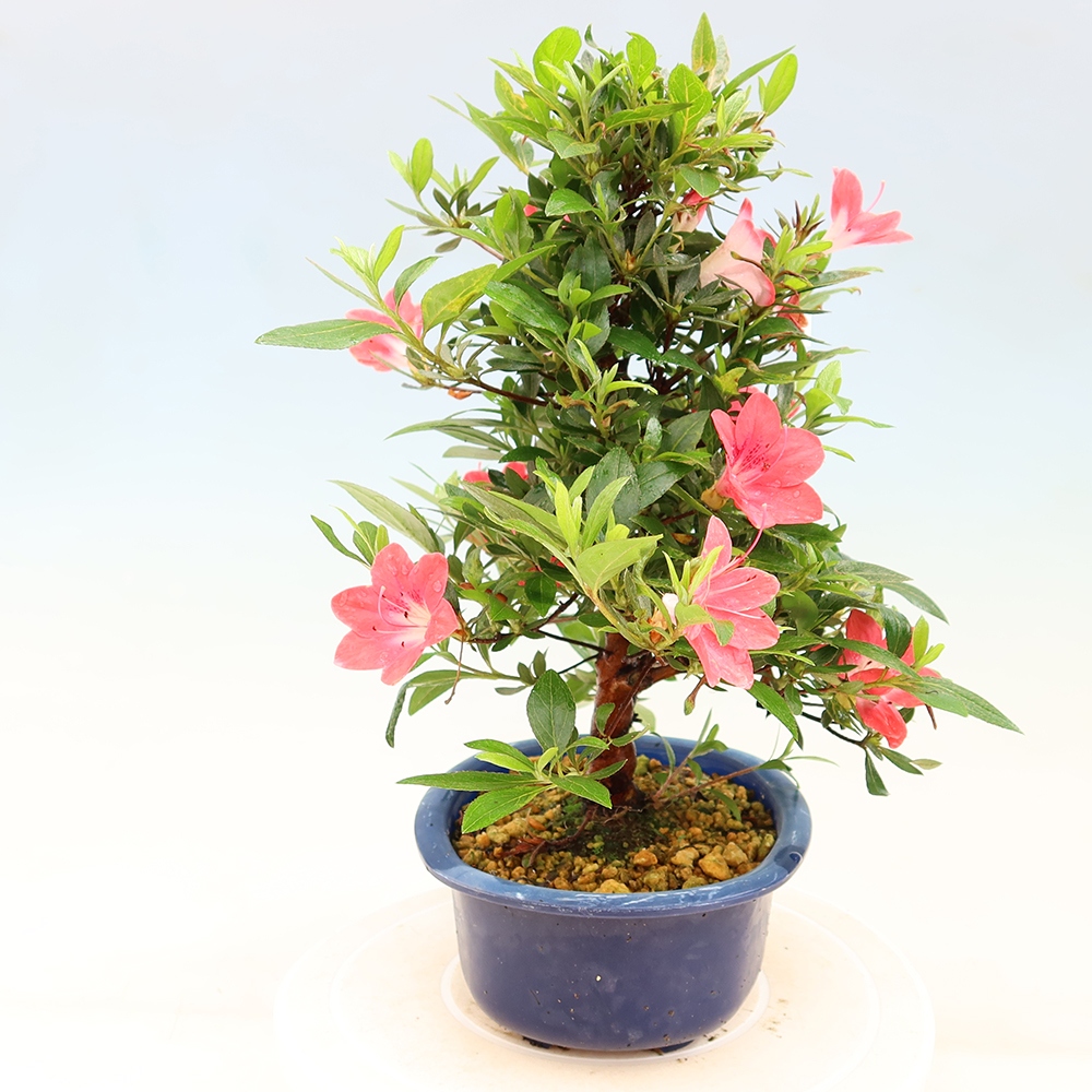 Bonsai da esterno - Azalea giapponese - Azalea Beniko