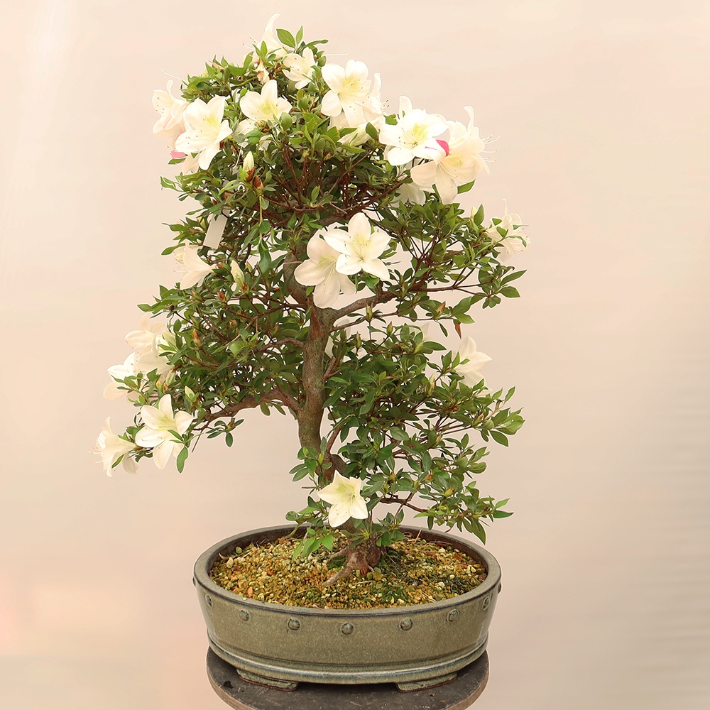 Bonsai da esterno - Azalea giapponese - Azalea a mano