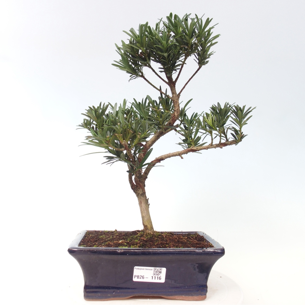 Camera bonsai - Podocarpus - Tasso delle pietre