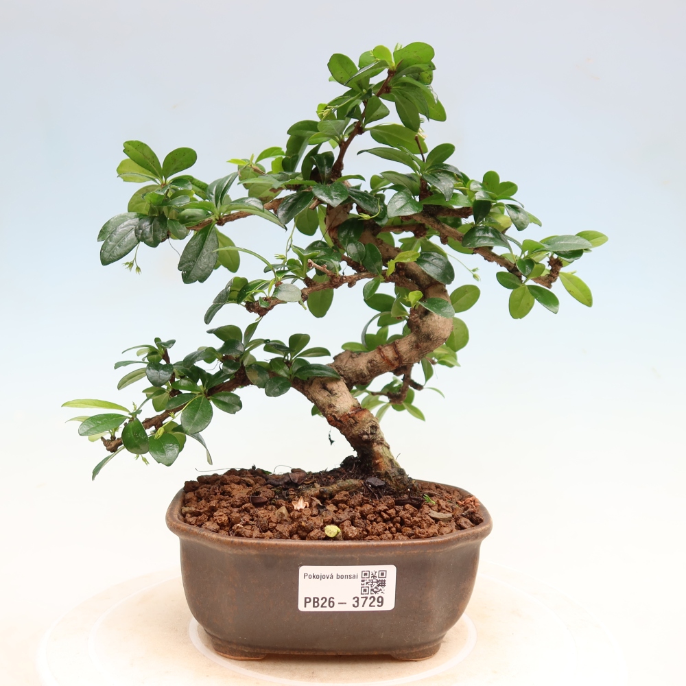 Camera bonsai - Carmona macrophylla - Tea fuki