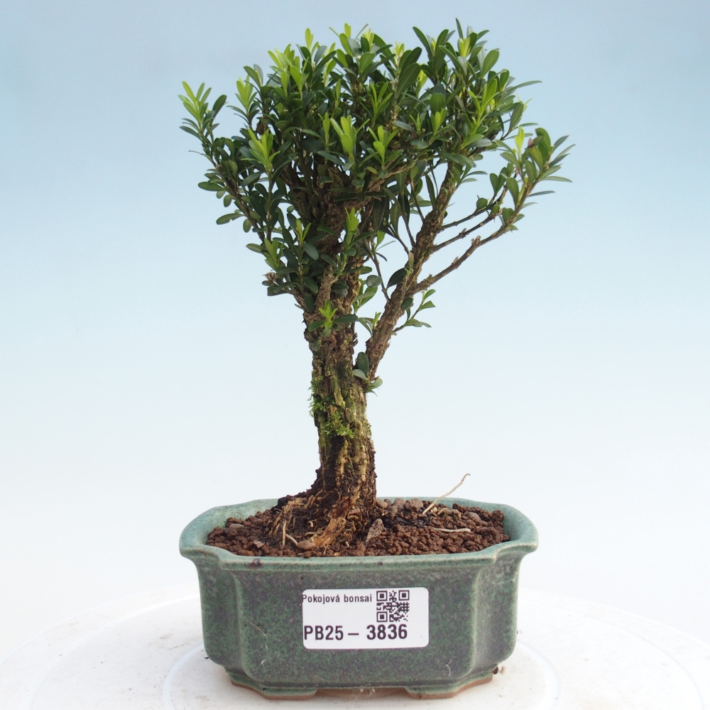 Camera bonsai - Buxus harlandii - buxus da sughero