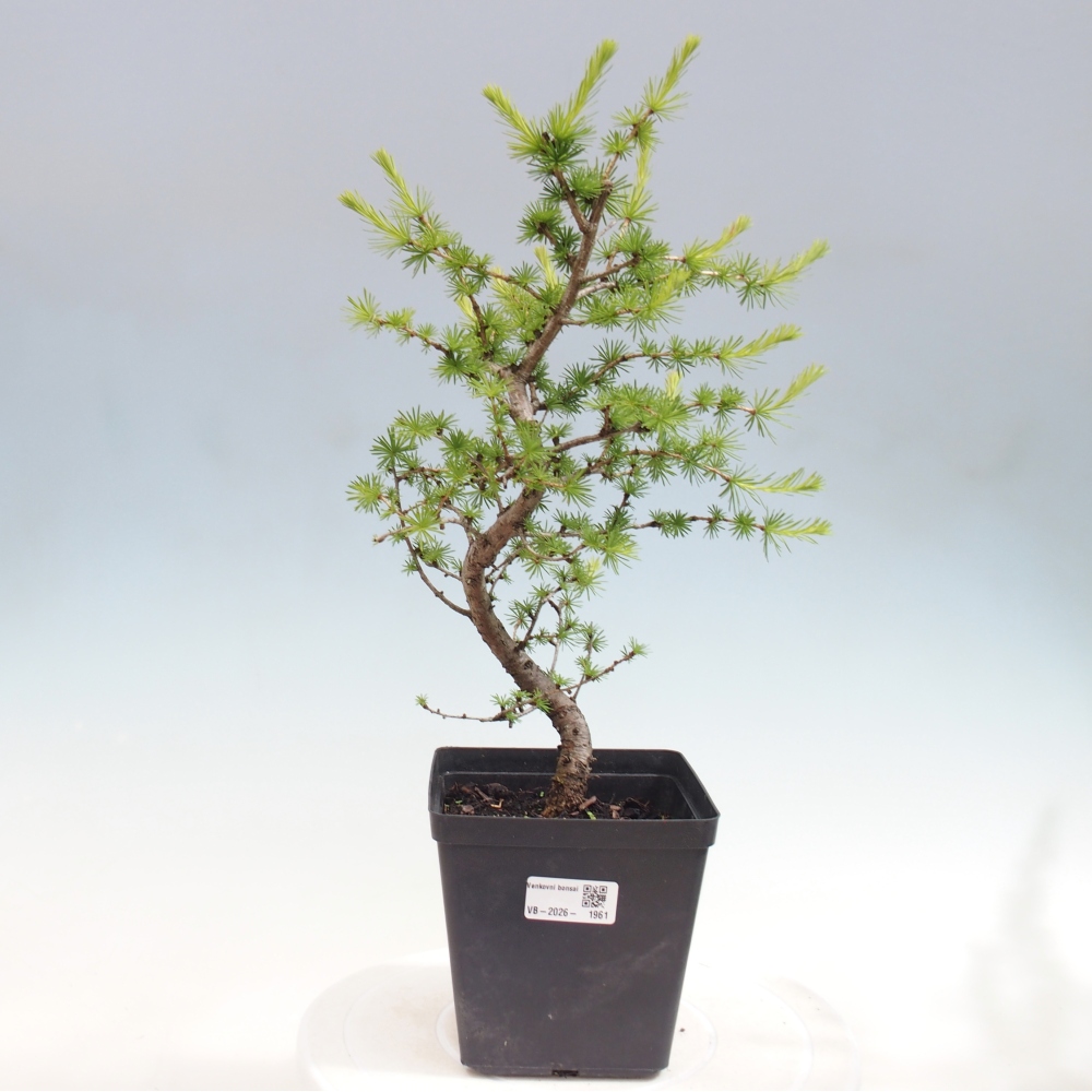 Bonsai da esterno -Larix decidua - Larice