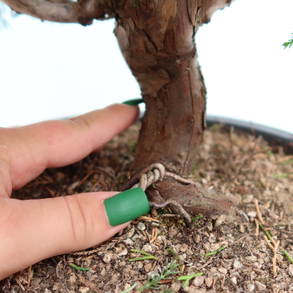 Bonsai da esterno - Juniperus chinensis Itoigawa-Juniperus chinensis