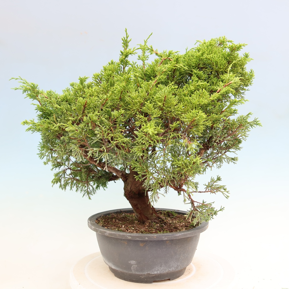 Bonsai da esterno - Juniperus chinensis Itoigawa-Juniperus chinensis