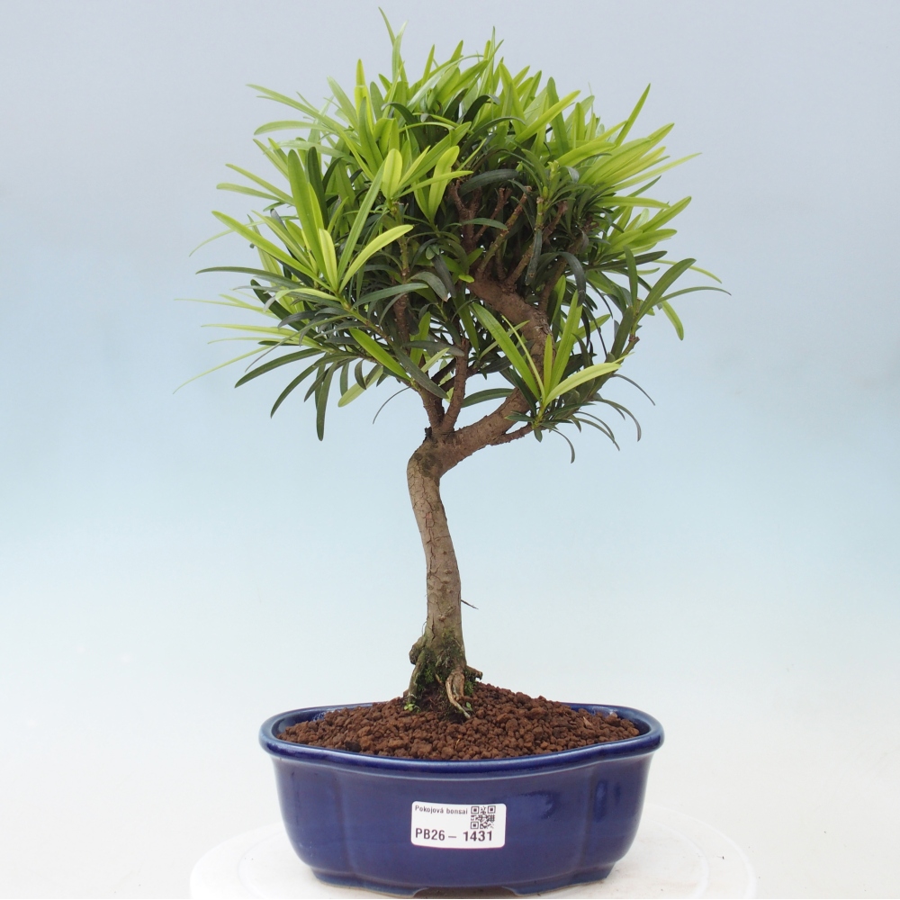 Camera bonsai - Podocarpus - Tasso delle pietre
