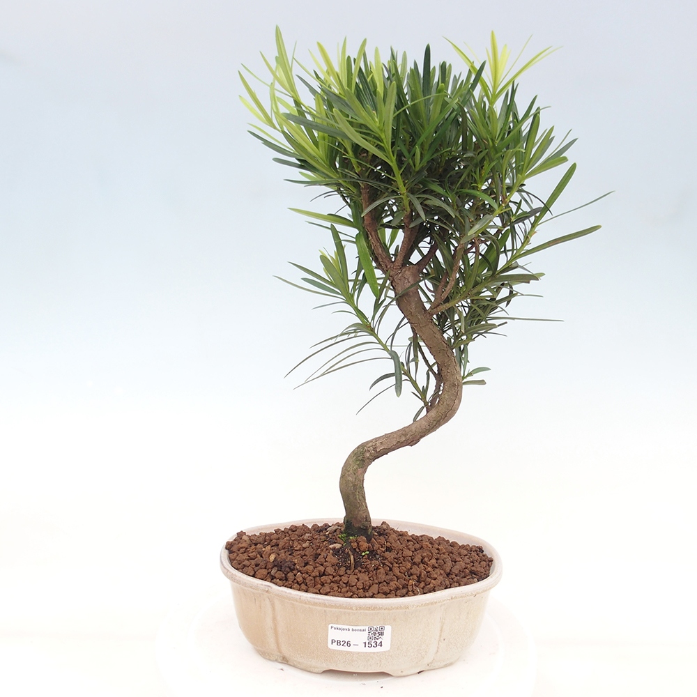 Camera bonsai - Podocarpus - Tasso delle pietre