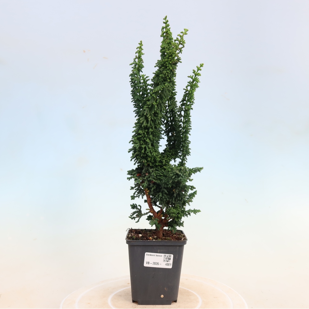 Bonsai da esterno - Cham. obtusa SEKKA HINOKI - Cipresso