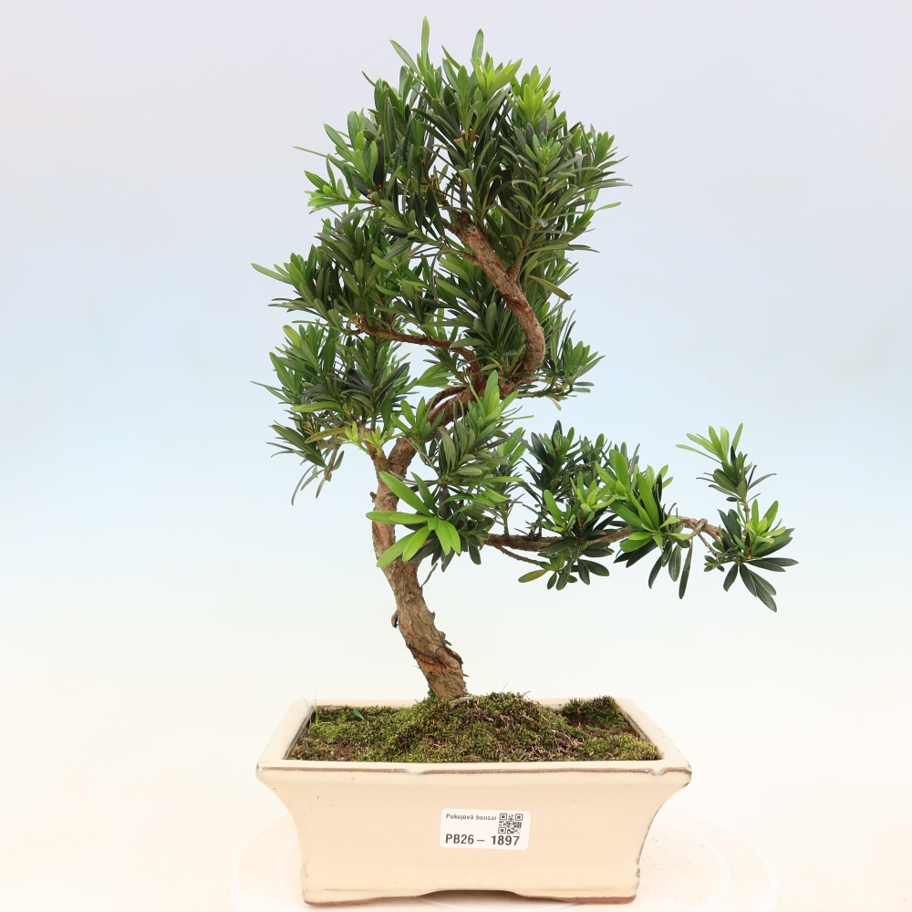 Camera bonsai - Podocarpus - Tasso delle pietre