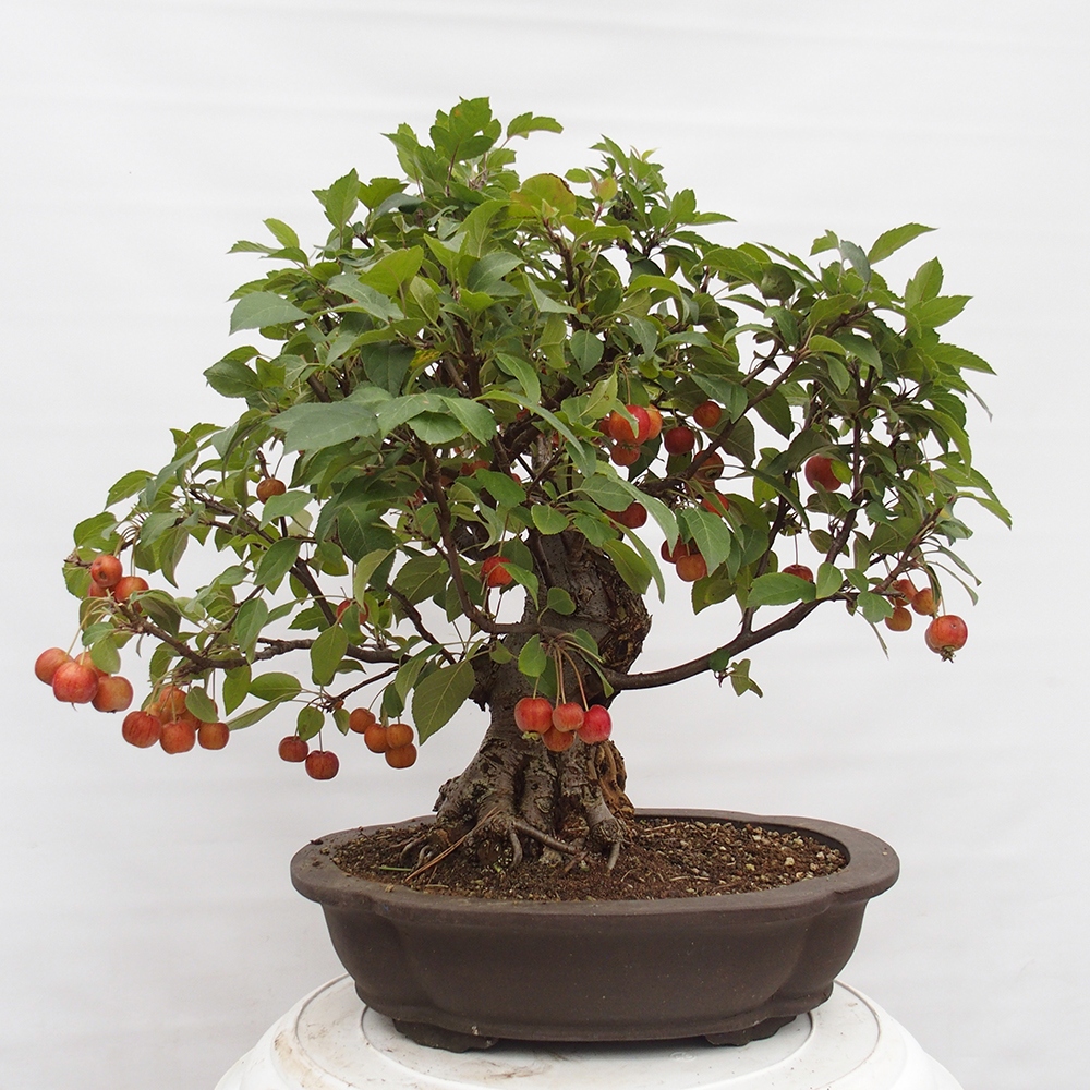 Bonsai da esterno -Malus halliana - Melo a frutto piccolo