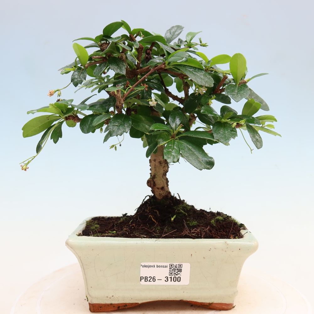 Camera bonsai - Carmona macrophylla - Tea fuki