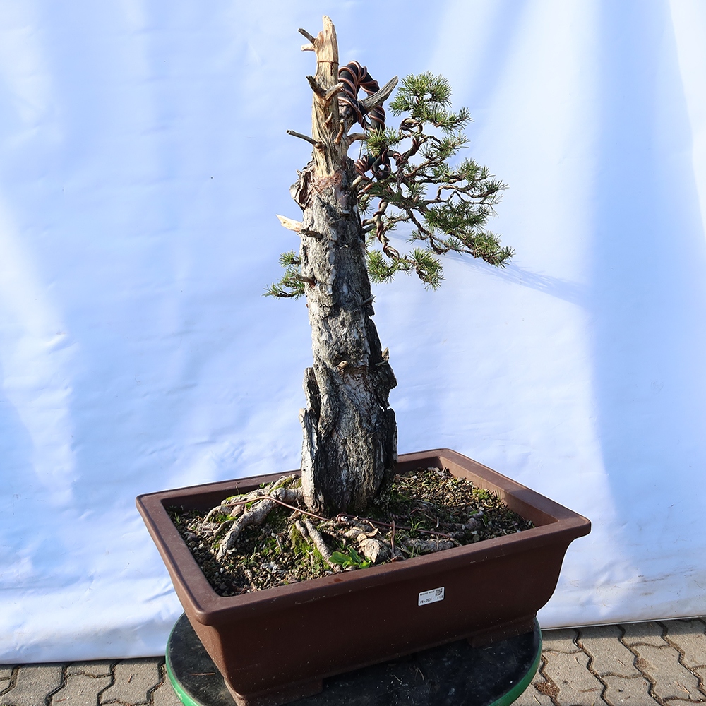 Pinus sylvestris Spagna - pino silvestre