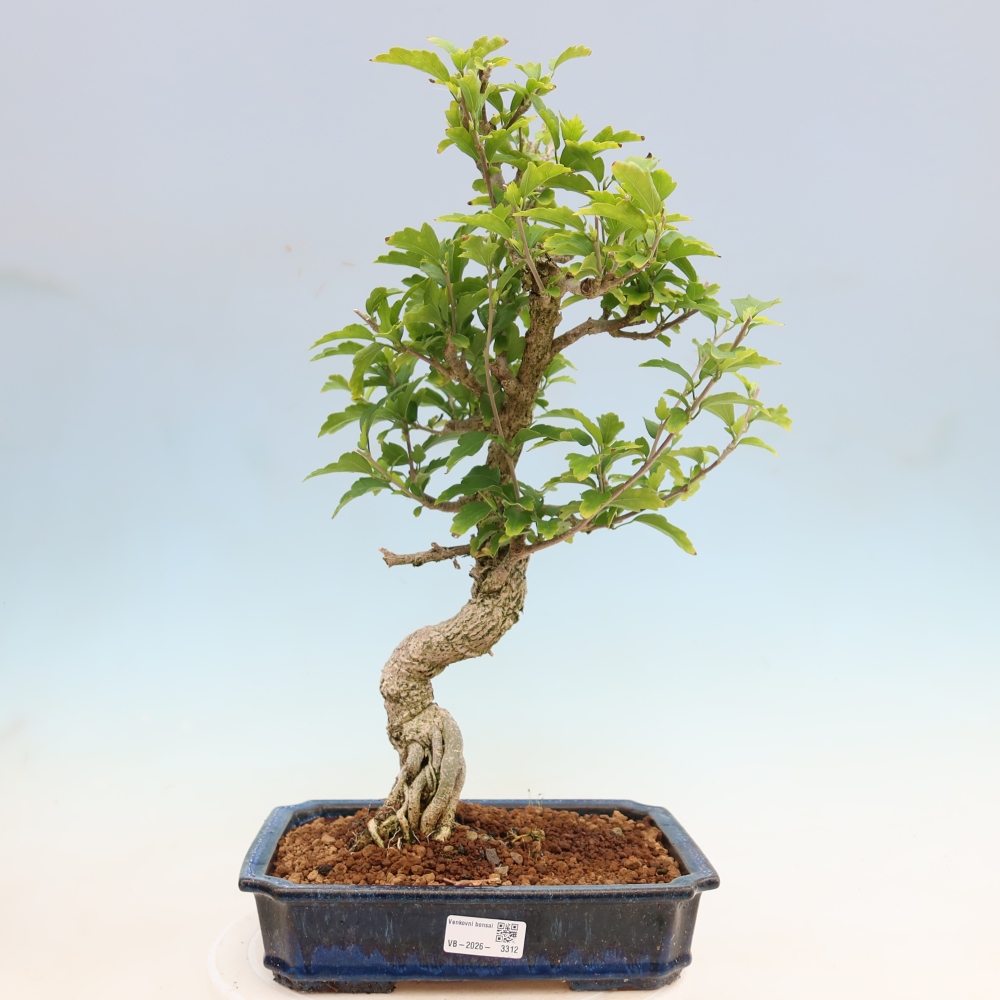 Bonsai da esterno - Hibiscus syriacus - Ibisco siriano