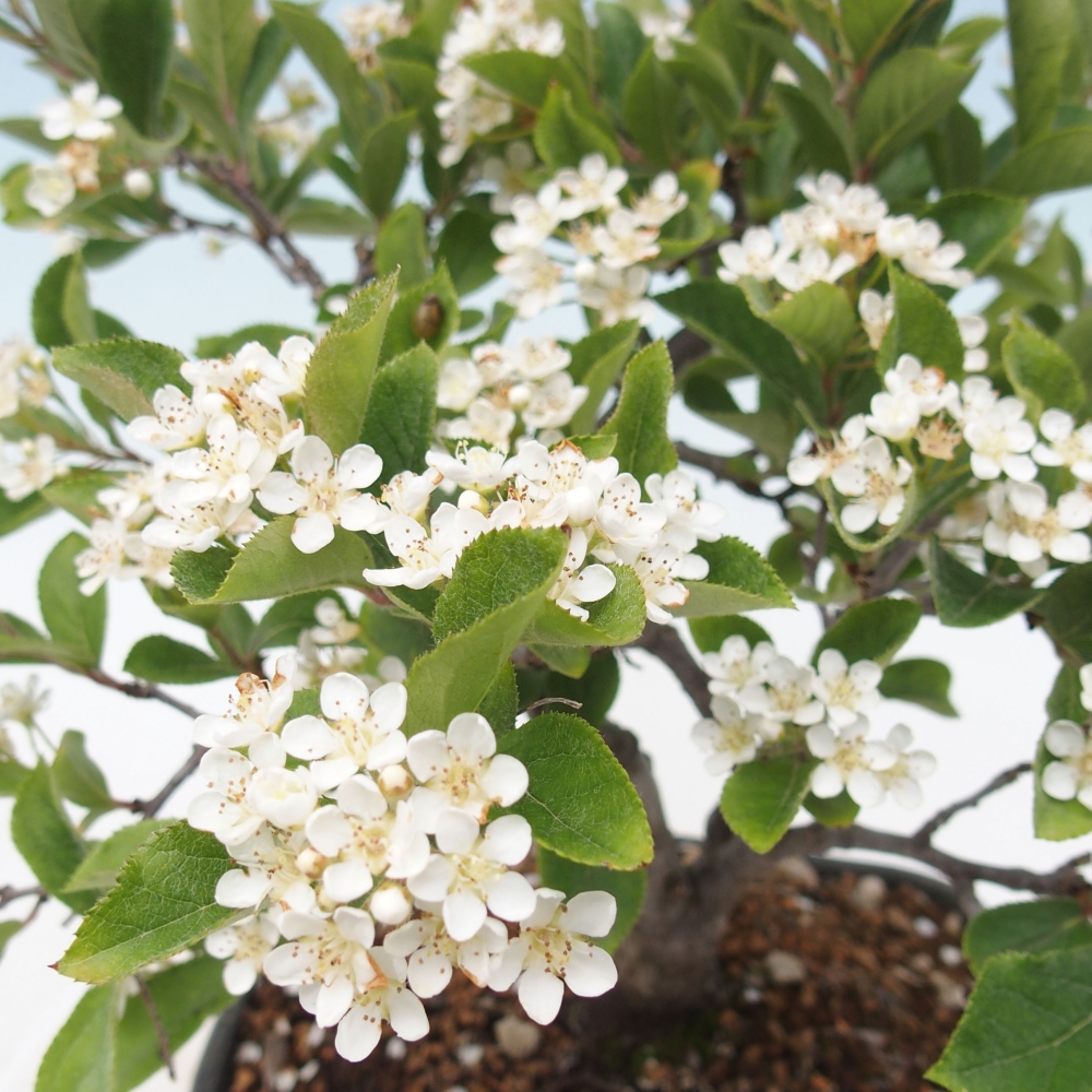Bonsai da esterno - Photinia villosa