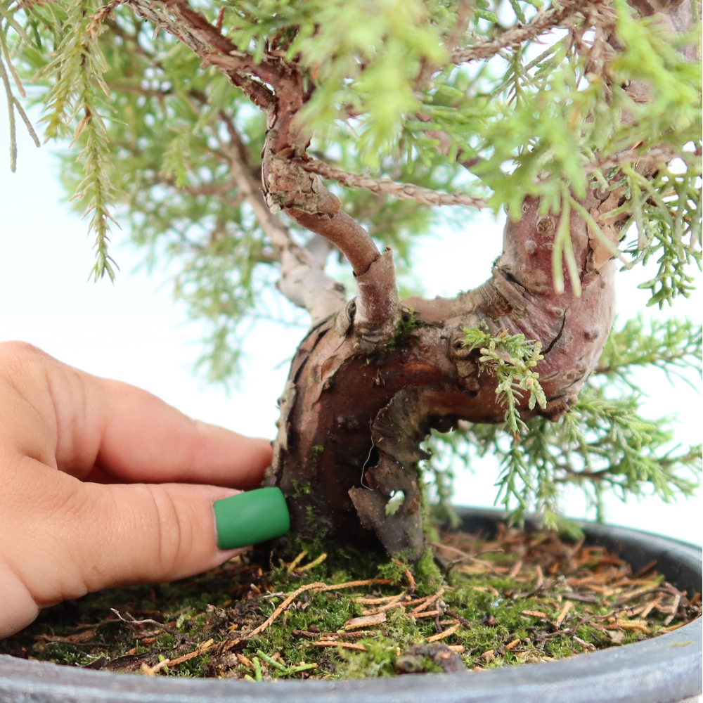 Bonsai da esterno - Juniperus chinensis Itoigawa-Juniperus chinensis