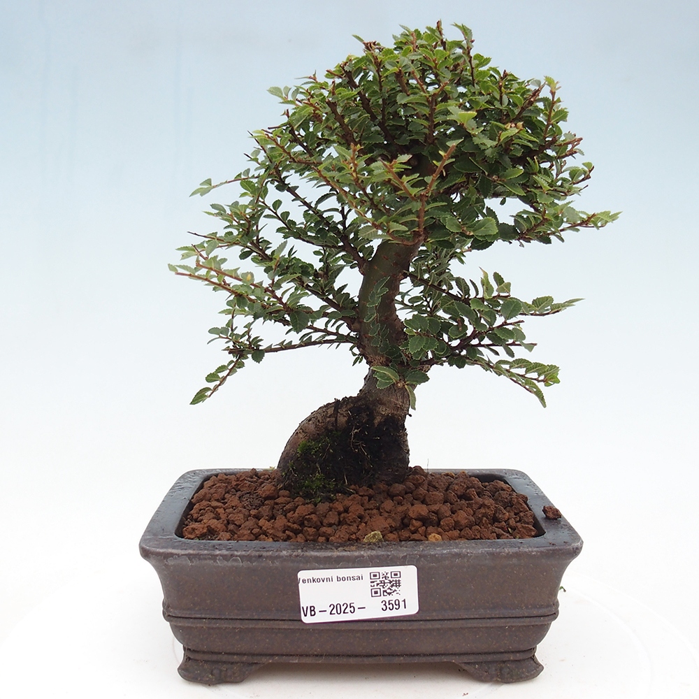 Bonsai da esterno - Ulmus parvifolia Hokkaido - Olmo cinese