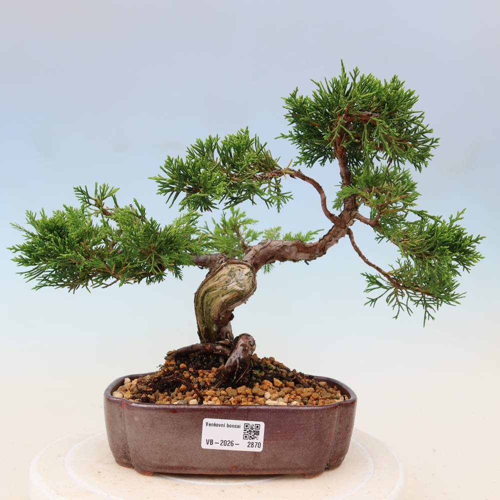 Bonsai da esterno - Juniperus chinensis Itoigawa