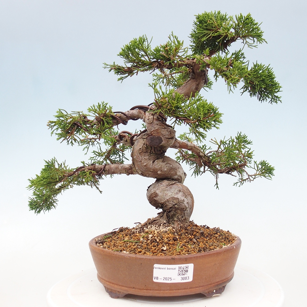 Bonsai da esterno - Juniperus chinensis Itoigawa