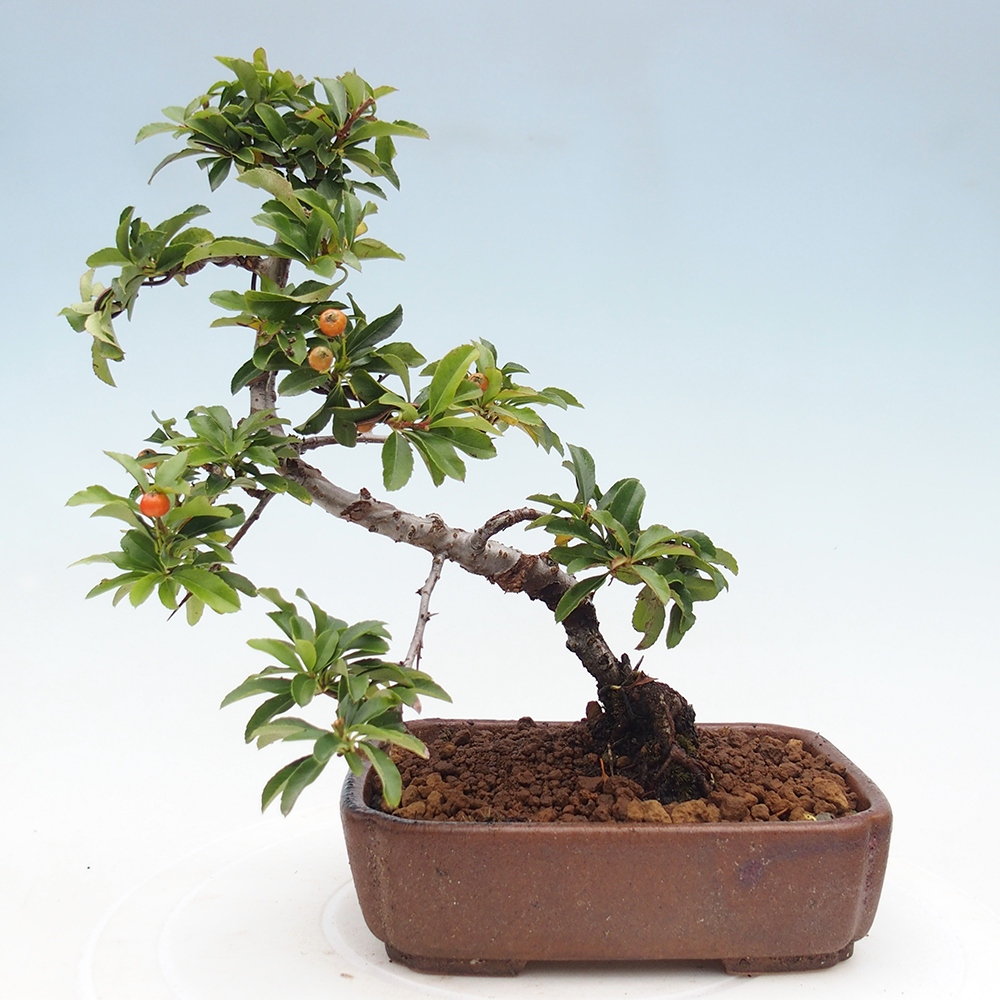 Bonsai da esterno-Pyracantha Teton -Hlox