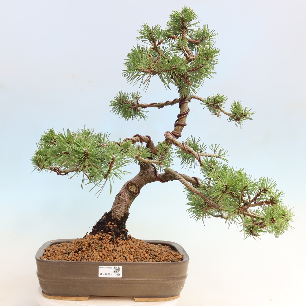 Bonsai da esterno - Pinus mugo Humpy  - Pino mugo