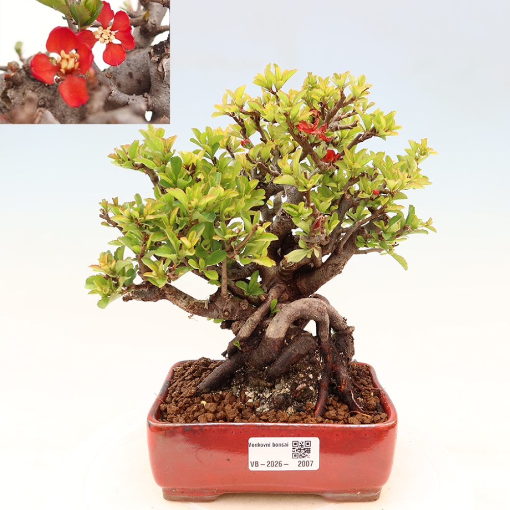 Bonsai da esterno - Chaneomeles speciosa Chojubai