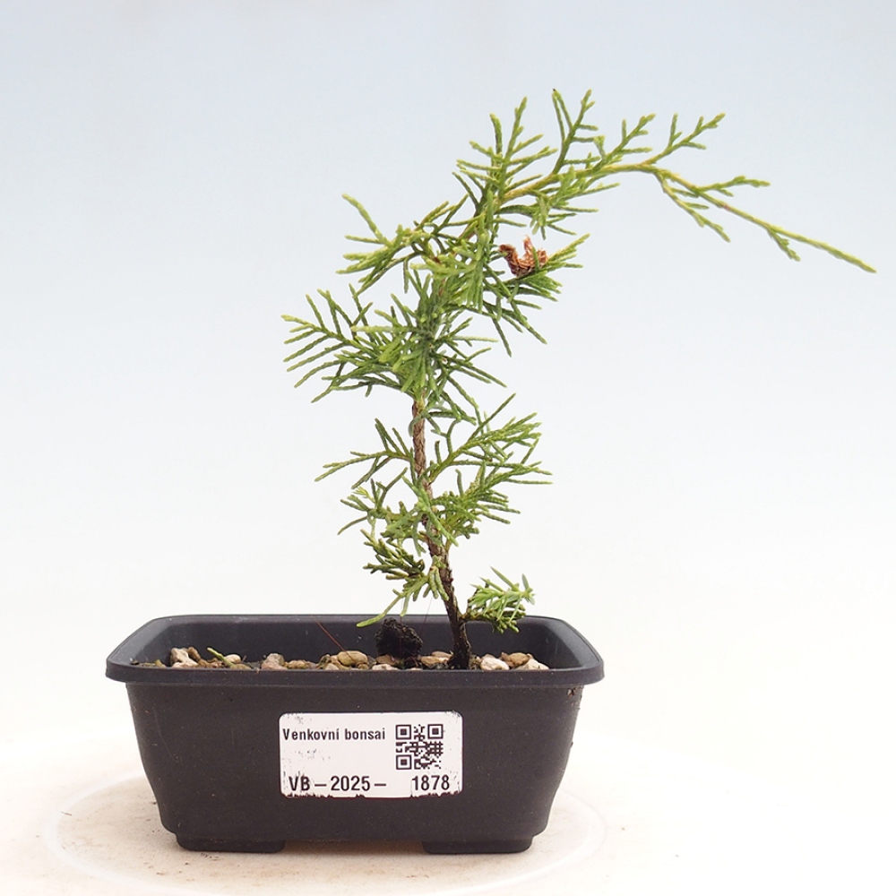 Bonsai da esterno - Juniperus chinensis Itoigawa