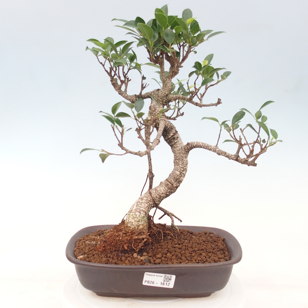 Camera bonsai - Ficus kimmen - ficus a foglie piccole