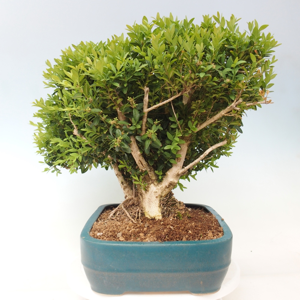 Bonsai da esterno - Buxus sempervirens - bosso