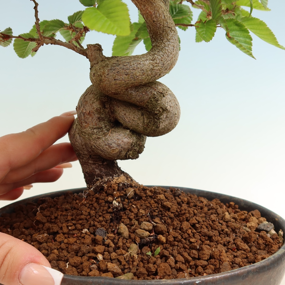 Bonsai da esterno -Carpinus Coreana - Carpino coreano