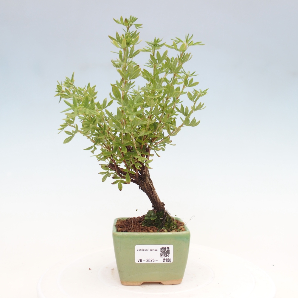 Bonsai da esterno - Potentila fruticosa yellow Bird