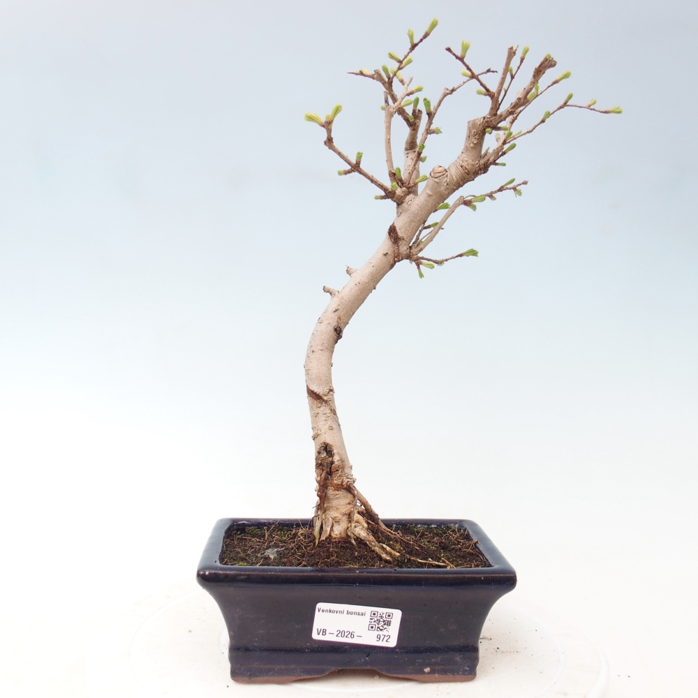 Bonsai da esterno -Pseudolarix amabis-Pseudolarix amabis