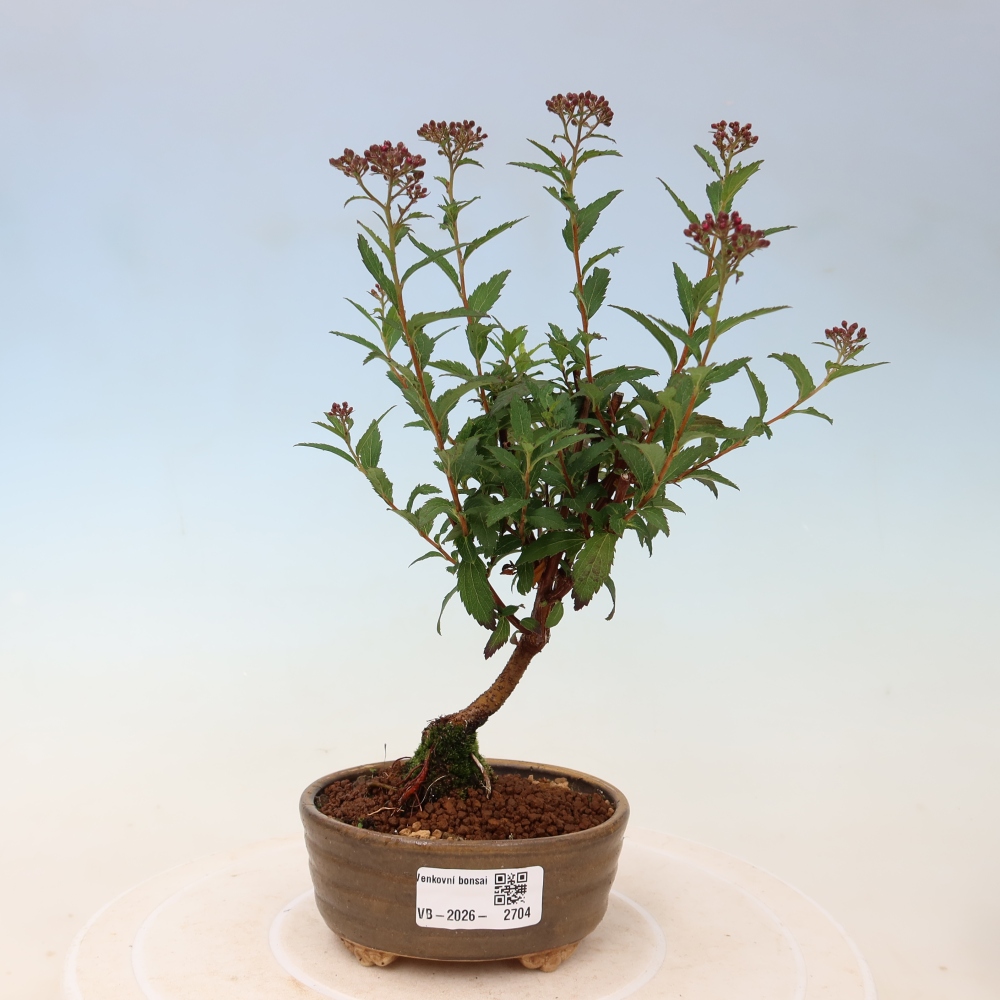 Bonsai da esterno - Spirea giapponese - Spirea japonica Anthony Waterer