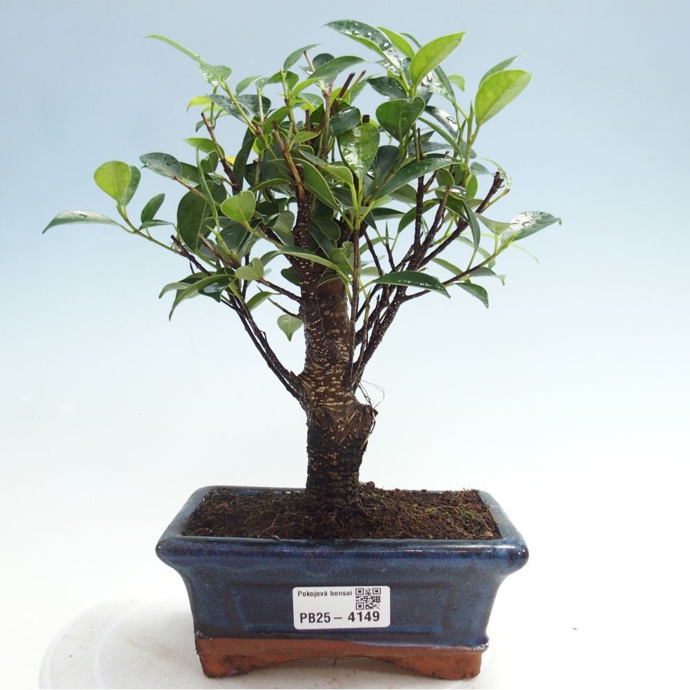 Camera bonsai - Ficus retusa - ficus a foglie piccole