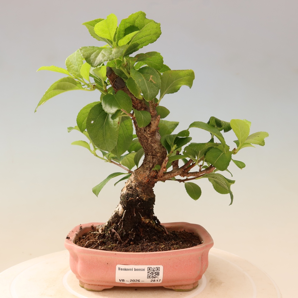 Bonsai da esterno - Celastrus orbiculatus