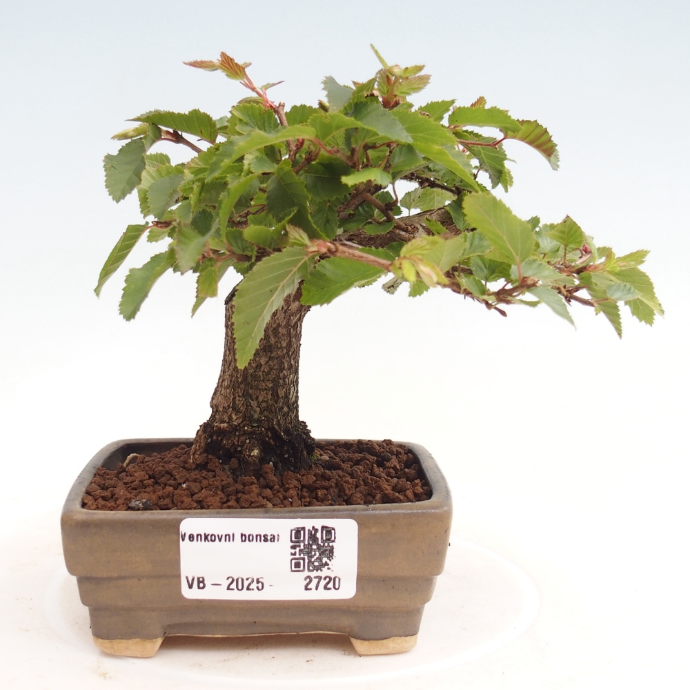 Bonsai da esterno -Carpinus CARPINOIDES - Carpino coreano