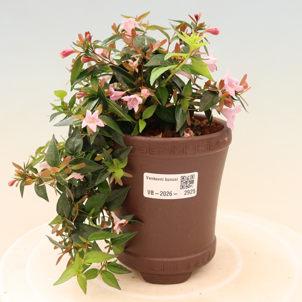 Bonsai da esterno - Abelia Edward Goucher - Abelia a fiore grande