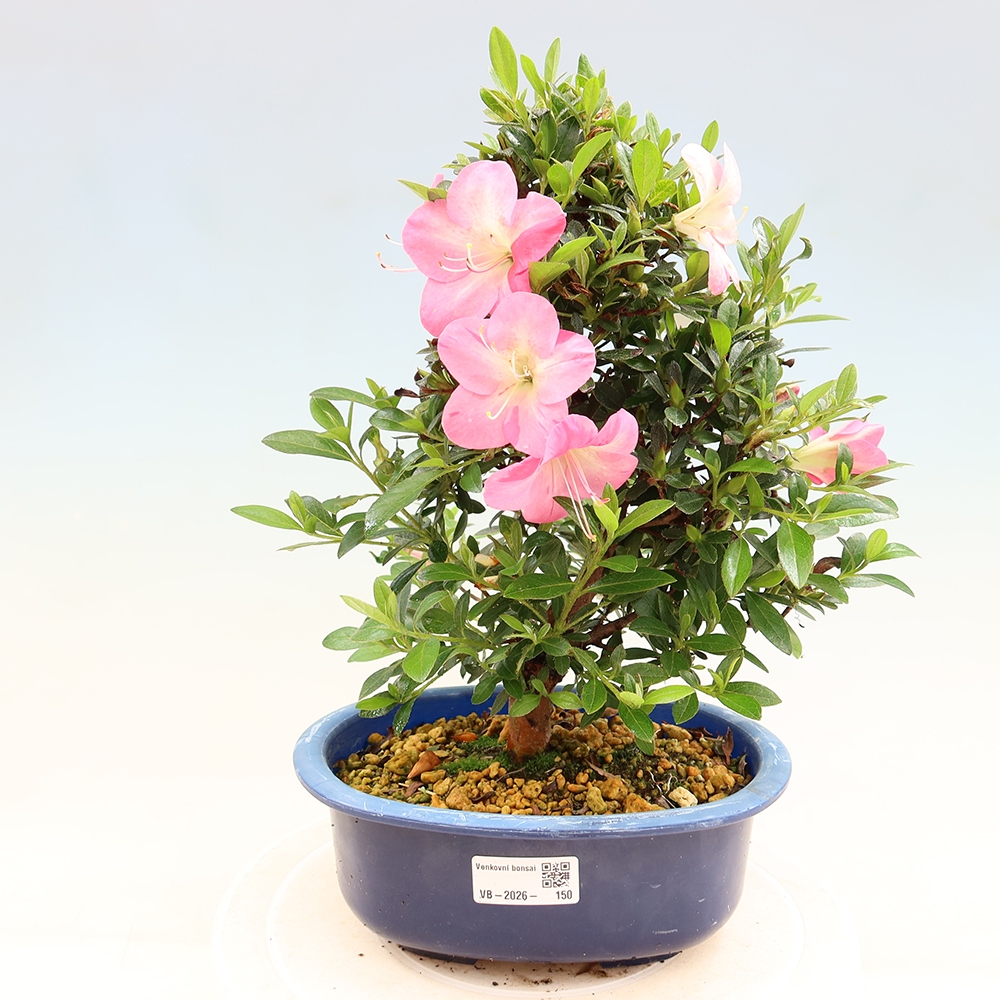 Bonsai da esterno - Azalea giapponese - Azalea Santoka