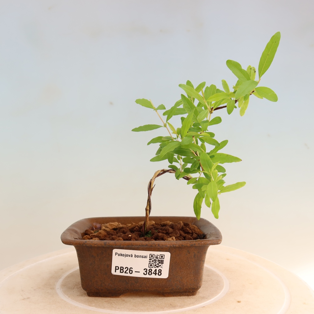 Camera bonsai-PUNICA granatum nana-Mela granata