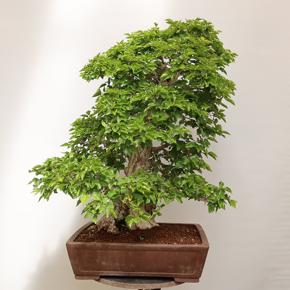 Bonsai da esterno -Carpinus Coreana - Carpino coreano