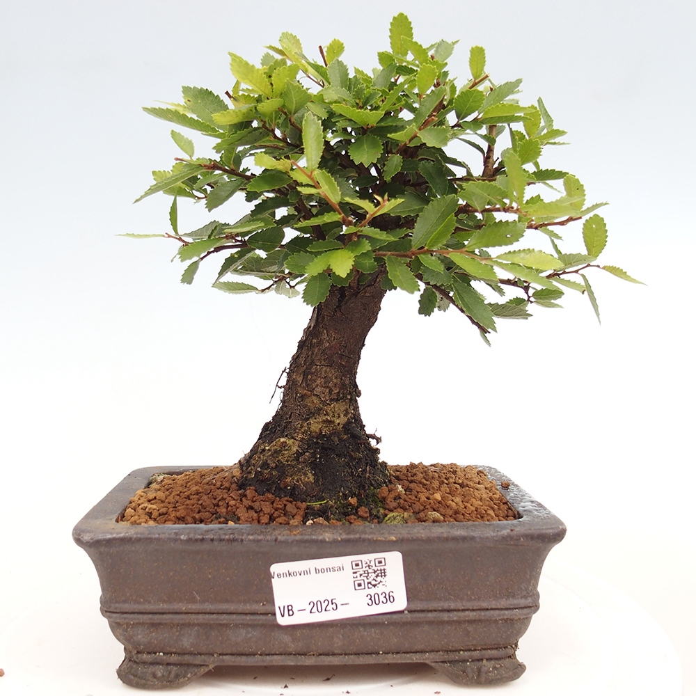 Bonsai da esterno - Zelkova - Zelkova NIRE