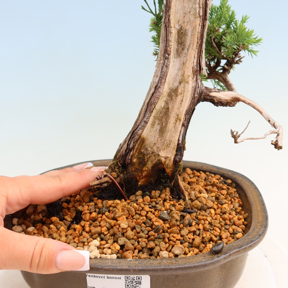 Bonsai da esterno - Juniperus squamata – Ginepro squamato