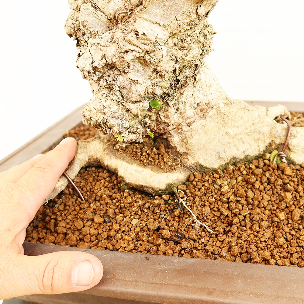 Bonsai da esterno -Carpinus Coreana - Carpino coreano