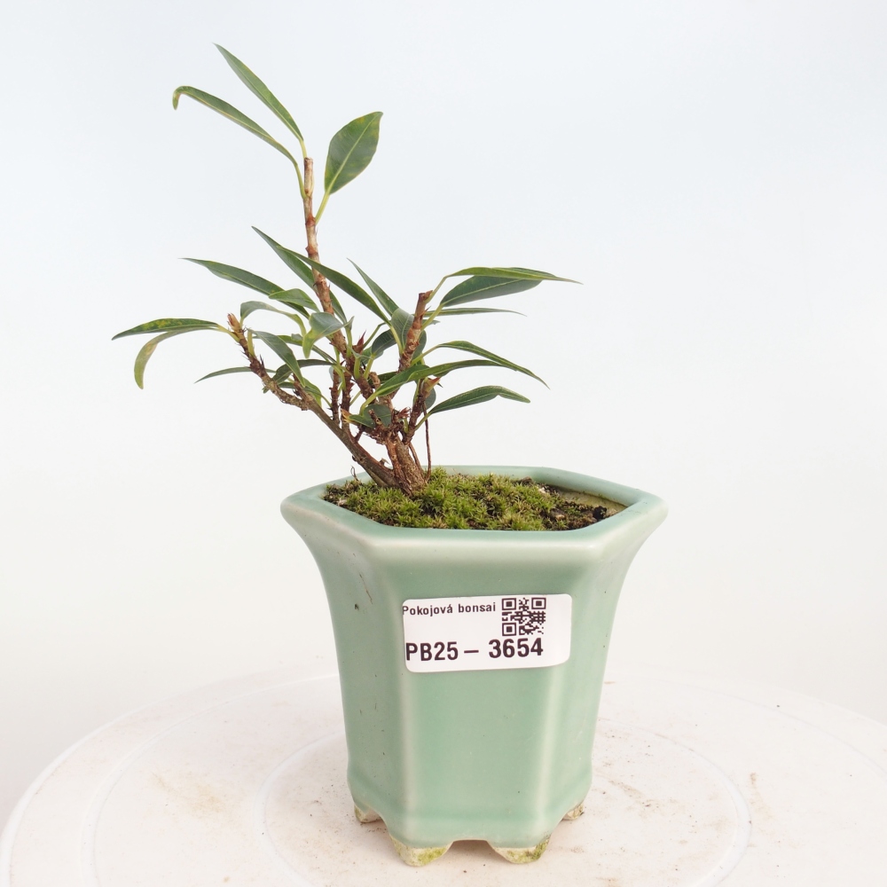 Camera bonsai - Ficus nerifolia - ficus a foglie piccole