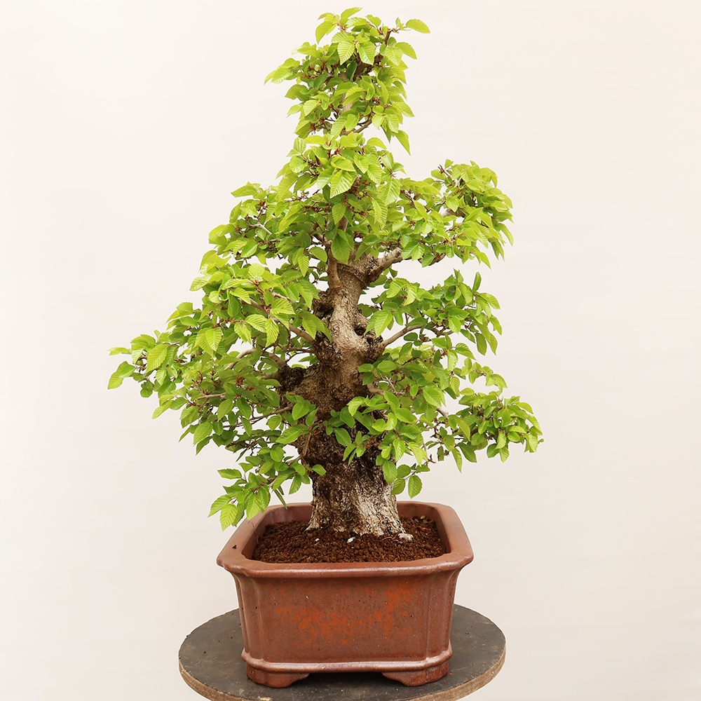 Bonsai da esterno -Carpinus Coreana - Carpino coreano