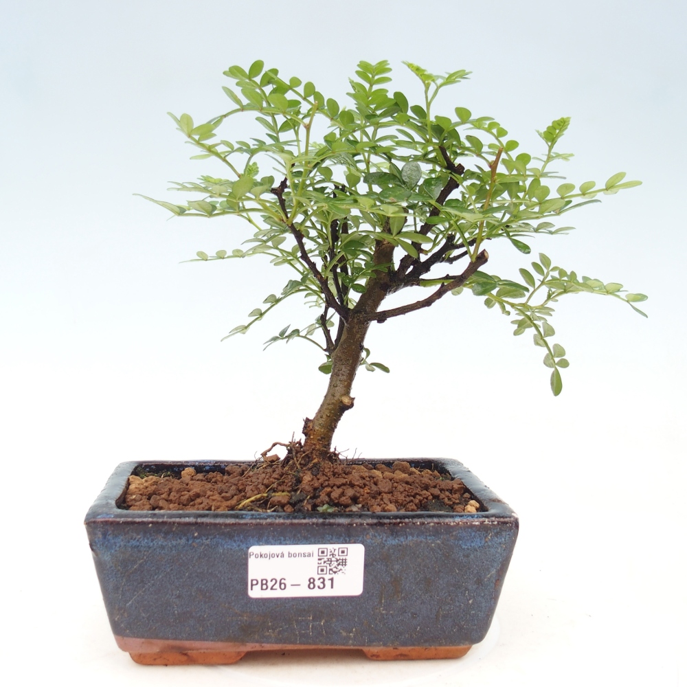 Camera bonsai - Zantoxylum piperitum - albero del pepe