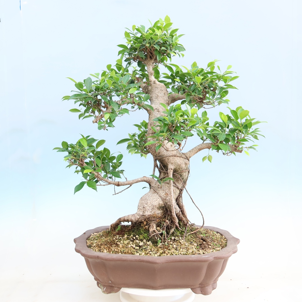 Camera bonsai - Ficus kimmen - ficus a foglie piccole