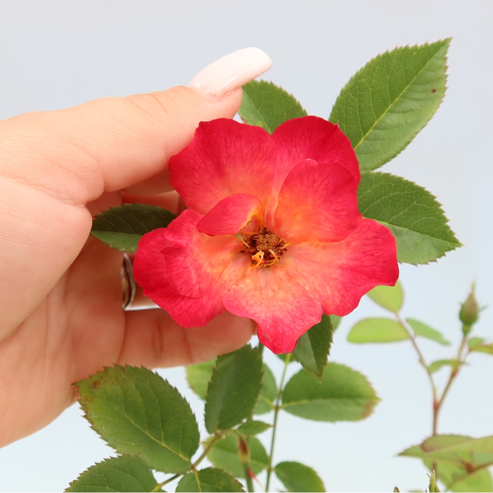 Bonsai da esterno - Rosa Kordes - rosa