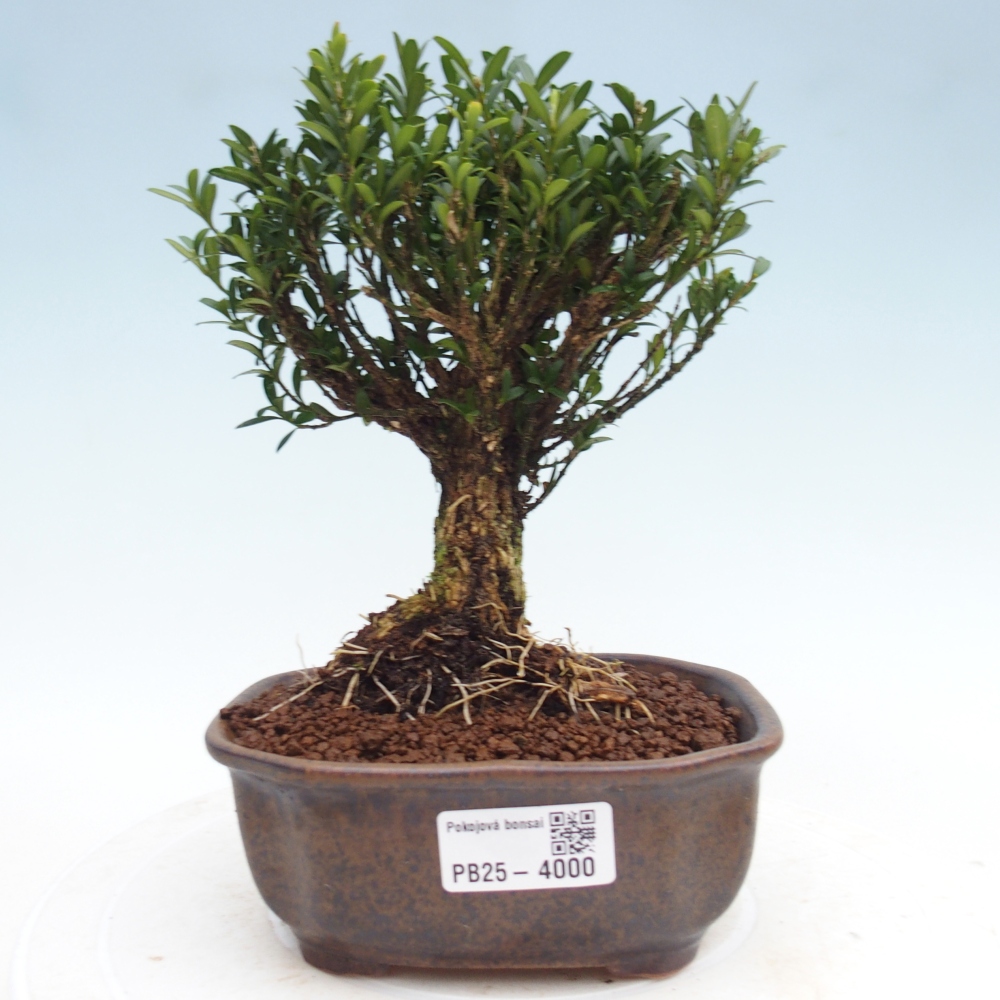 Camera bonsai - Buxus harlandii - buxus da sughero