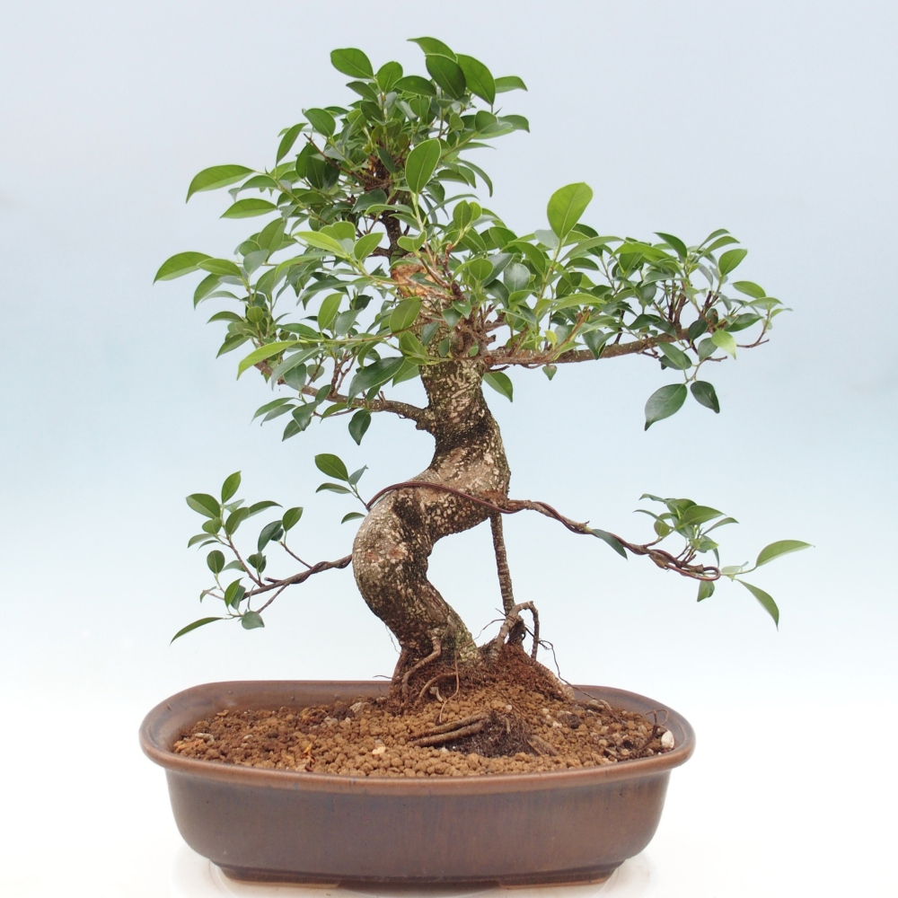 Camera bonsai - Ficus retusa - ficus a foglie piccole