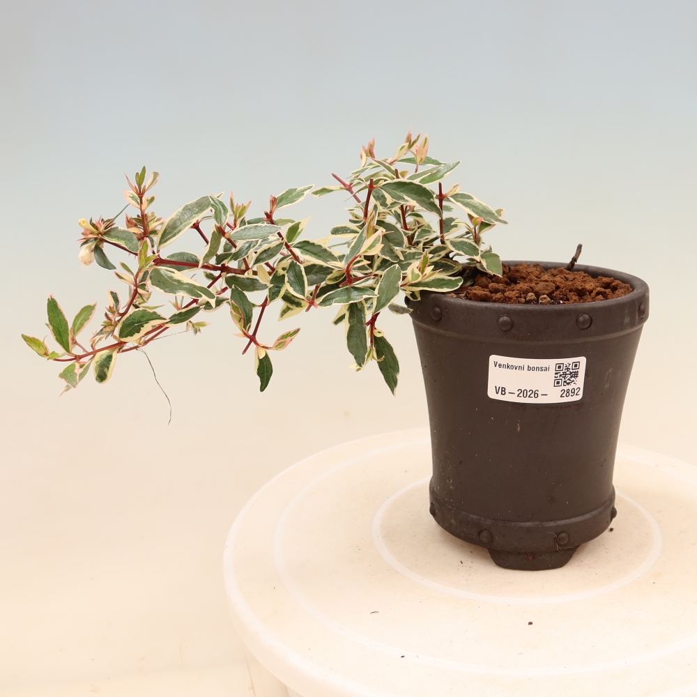 Bonsai da esterno - Abelia gr. Confetti - Abelia a fiore grande